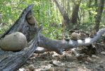 PICTURES/Red Rock Crossing - Crescent Moon Picnic Area/t_Limb of Cairns2.JPG